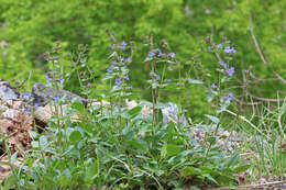 Image of low beardtongue