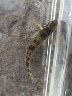 Etheostoma bellator Suttkus & Bailey 1993 resmi