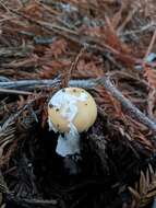 Слика од Amanita breckonii Thiers & Ammirati 1982