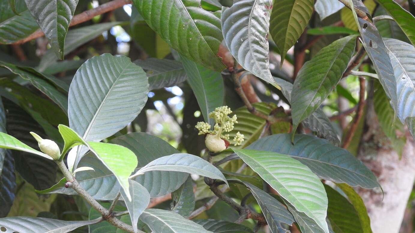 Image of Psychotria mexiae Standl.