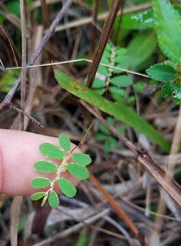 Image de Phyllanthus pentaphyllus C. Wright ex Griseb.