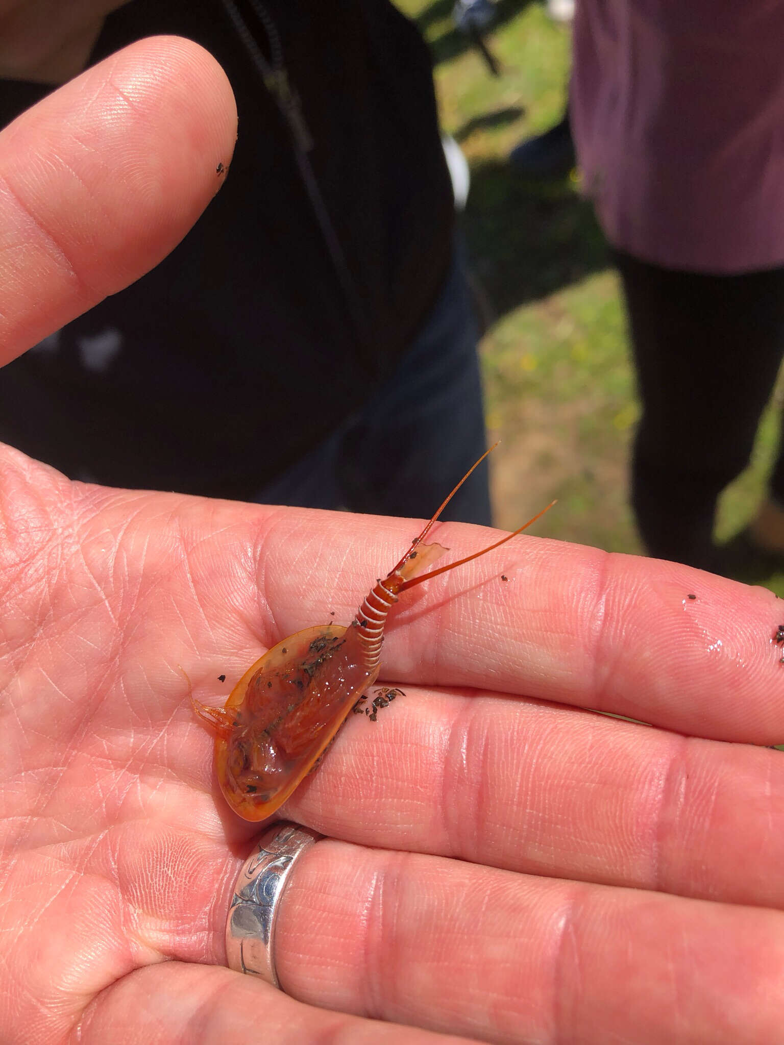 Image of Vernal pool tadpole shrimp