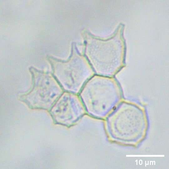 Image of Pseudopediastrum