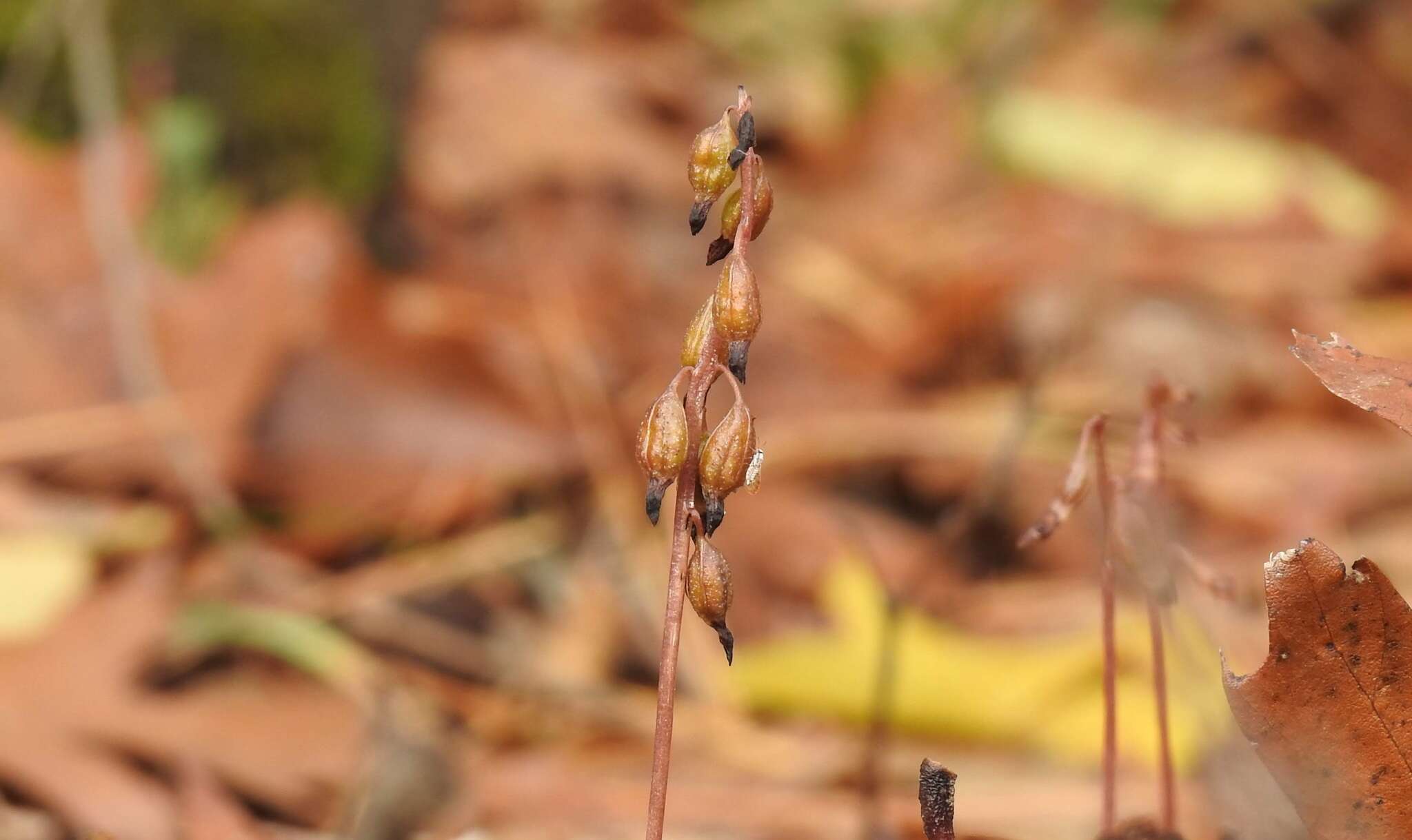 Image of Trioza obtusa Patch 1911