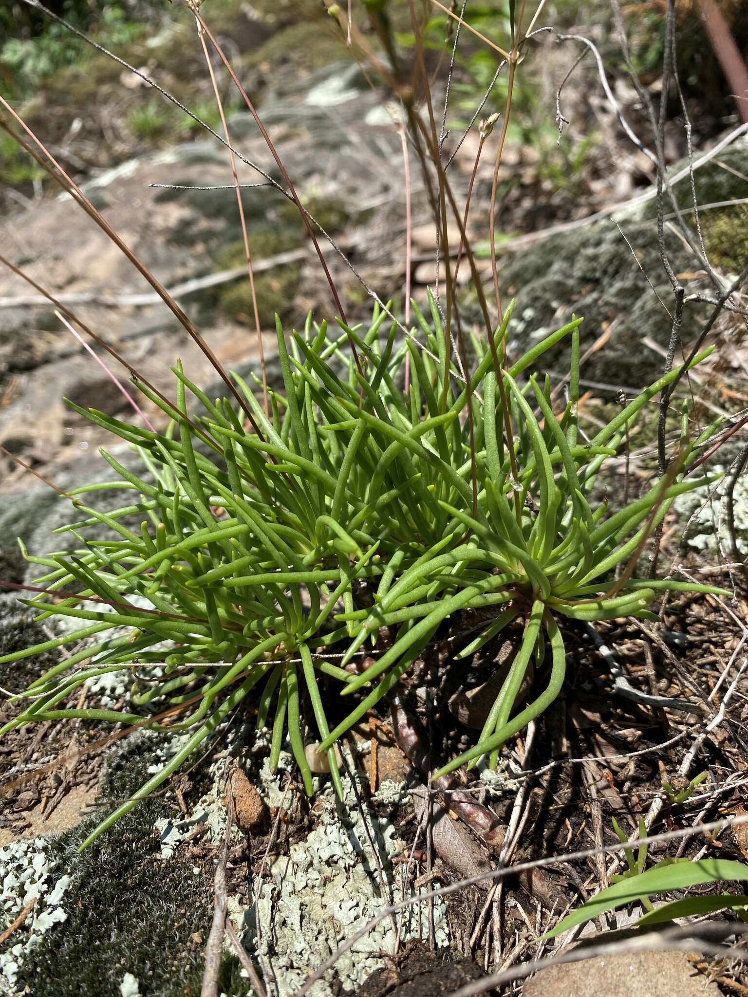 Image of prairie fameflower