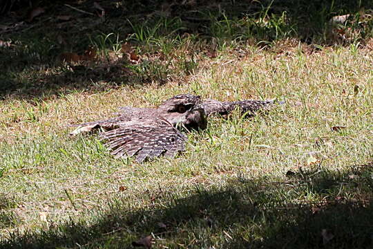 Image of Tawny Frogmouth