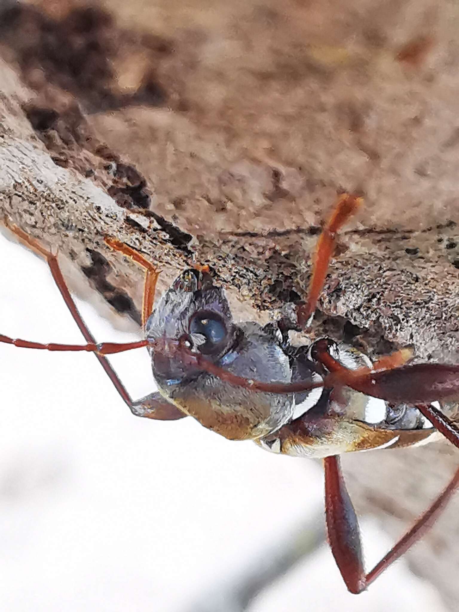 Image of Neoclytus augusti (Chevrolat 1835)