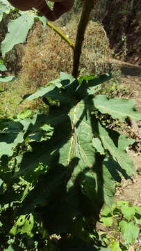 Solanum chrysotrichum Schltdl.的圖片