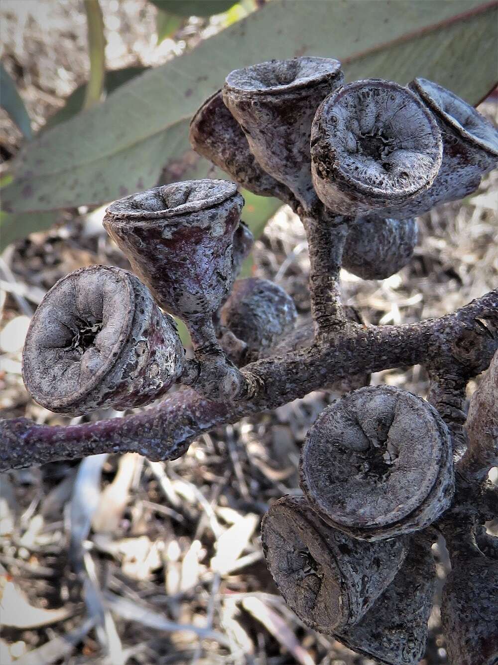 Image of lemon-flower gum