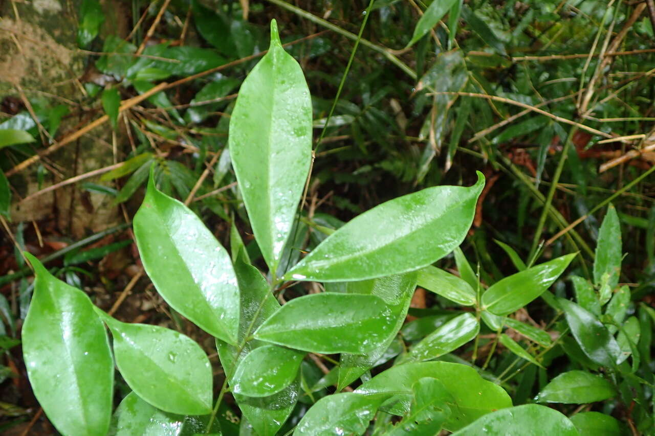 Imagem de Archidendron lucidum (Benth.) I. C. Nielsen