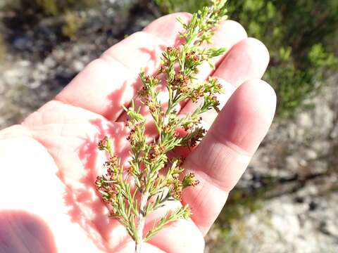 Image of Erica axillaris Thunb.