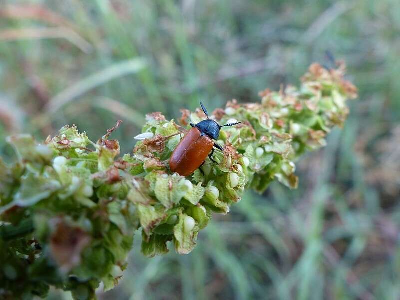 Imagem de <i>Labidostomis taxicornis</i>