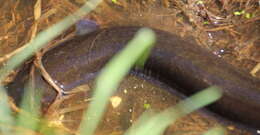 Image of short-finned eel