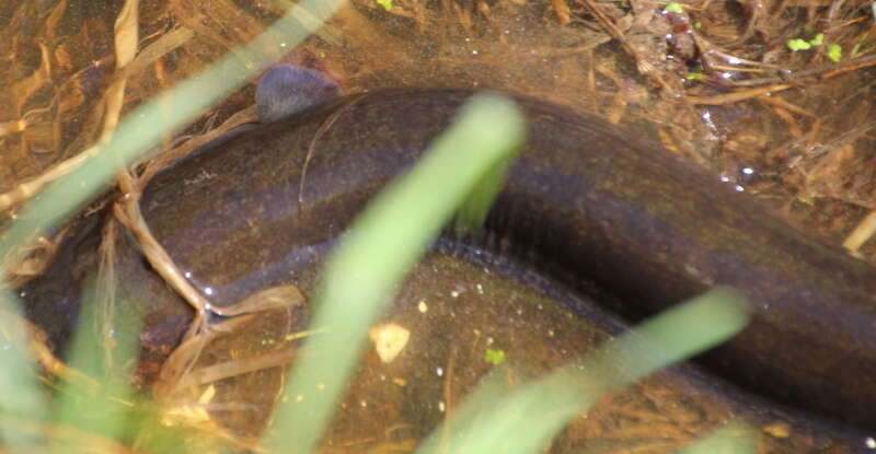 Image of short-finned eel