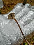 Tephrocybe resmi