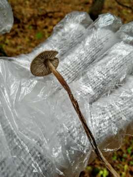 Image of Tephrocybe