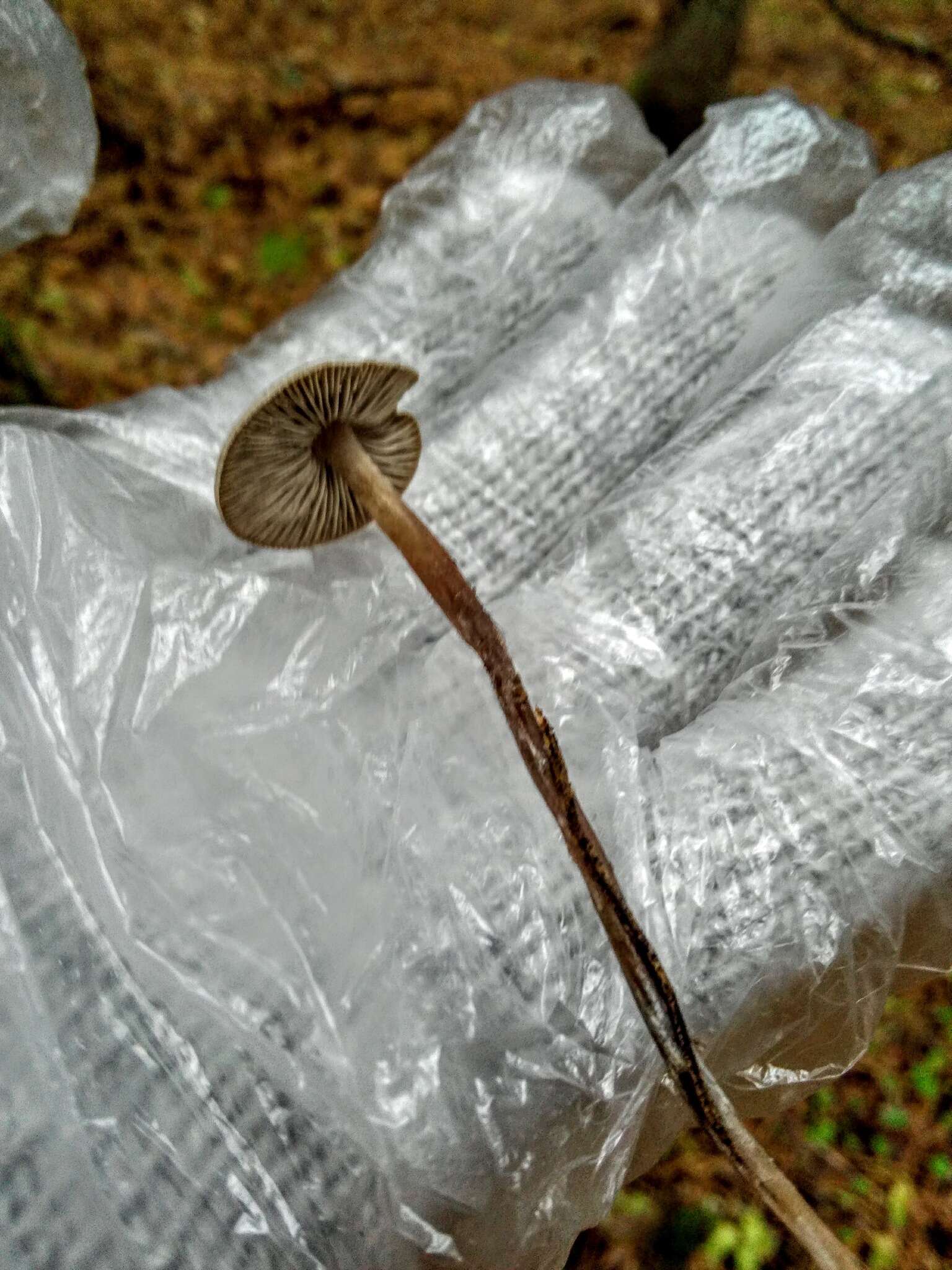 Sivun Tephrocybe kuva