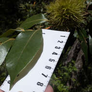 Image of giant chinquapin