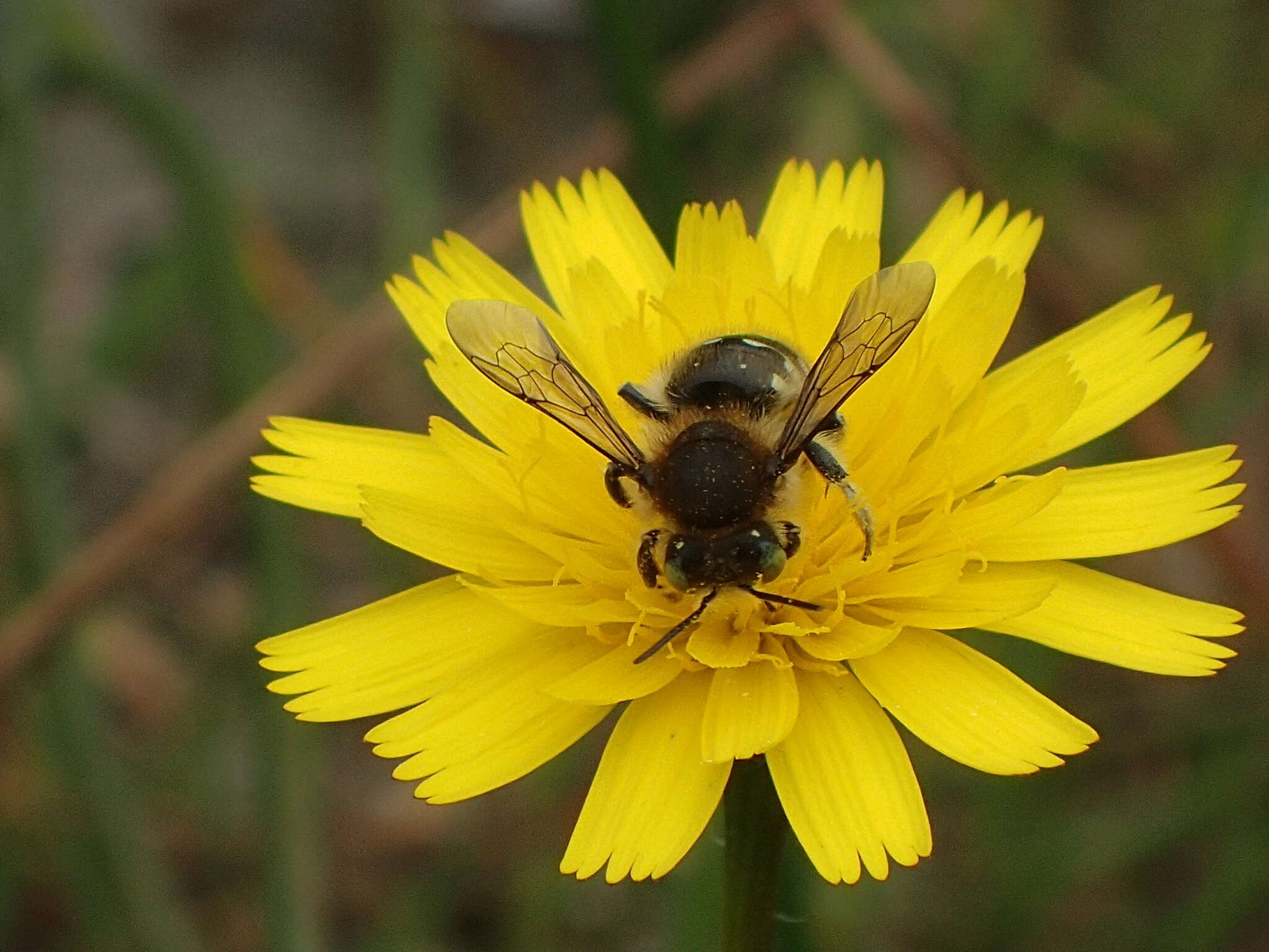 Image de Anthidium palliventre Cresson 1878