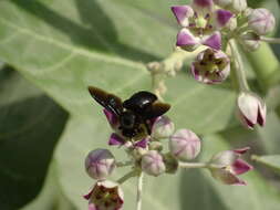 Plancia ëd Xylocopa sulcatipes Maa 1970