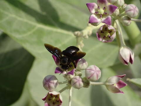 Image of Xylocopa sulcatipes Maa 1970