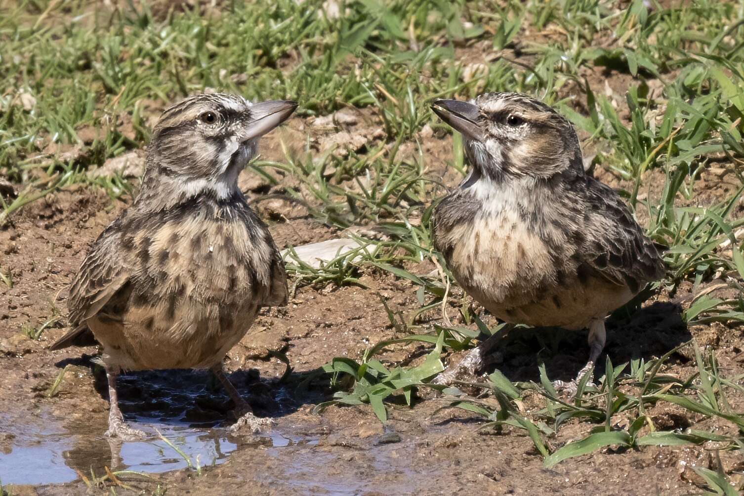 Image of Sclater's Lark