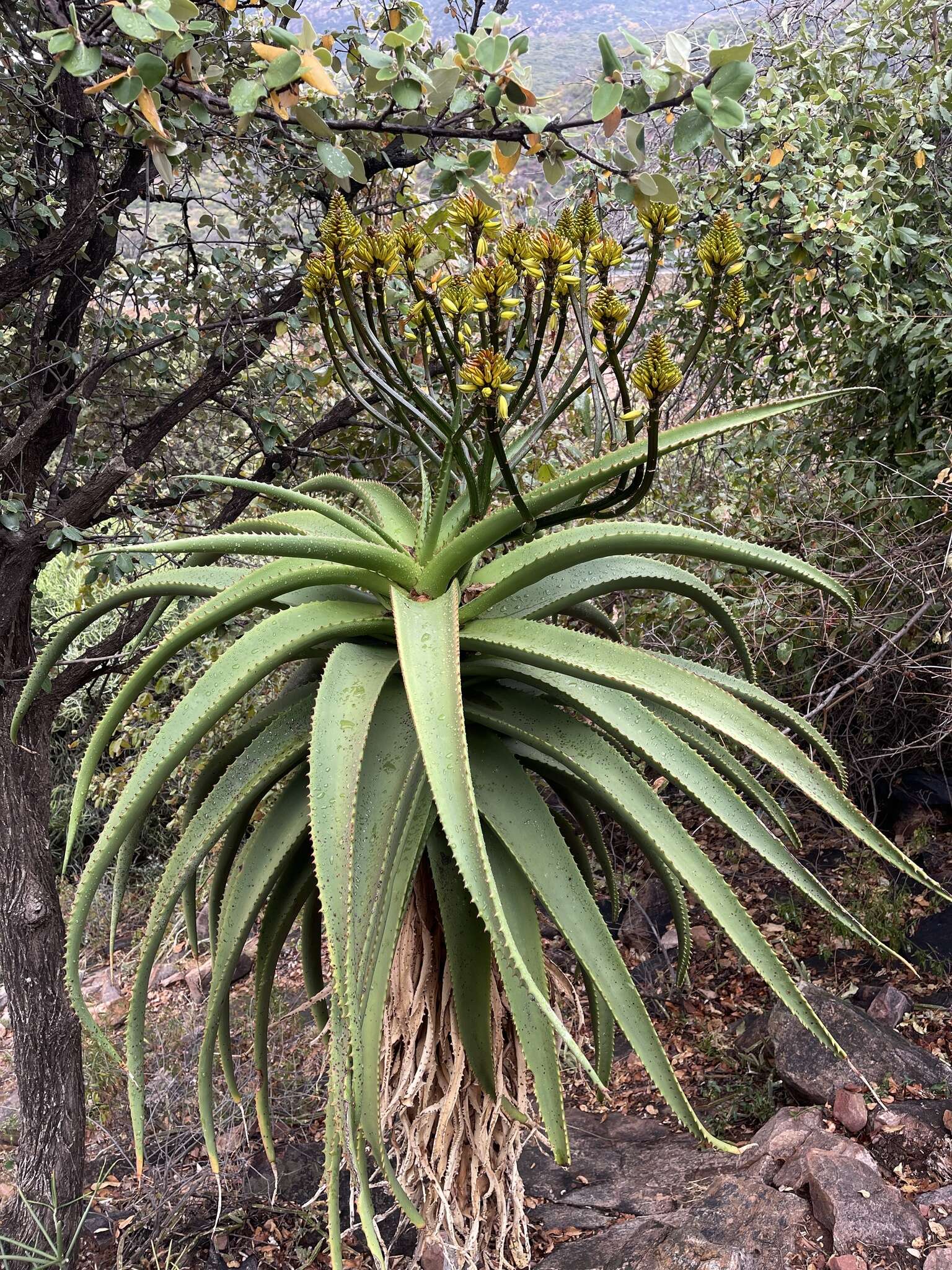 Aloe angelica Pole-Evans resmi