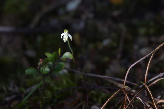 Image of Caladenia nothofageti D. L. Jones, Molloy & M. A. Clem.