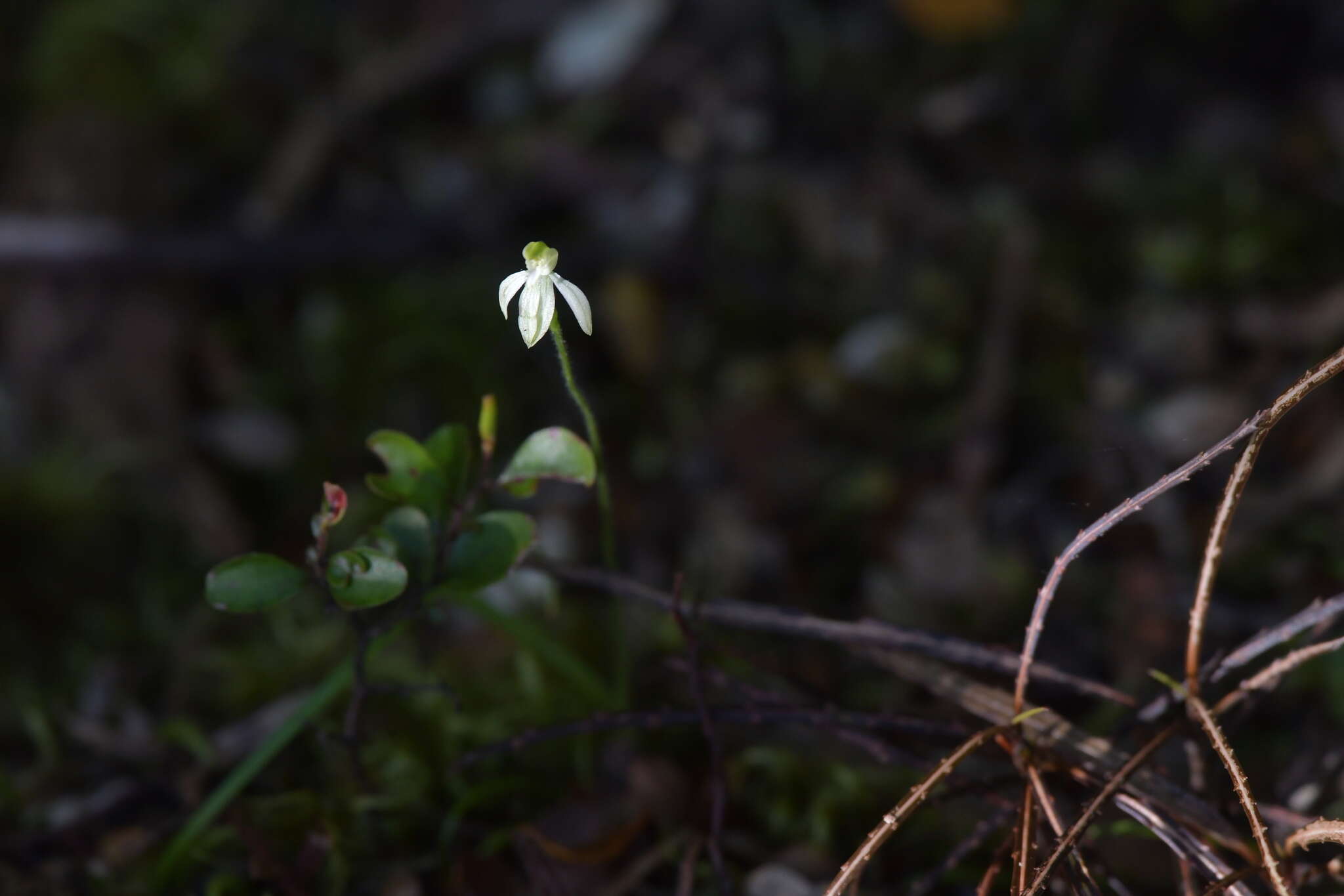 Caladenia nothofageti D. L. Jones, Molloy & M. A. Clem.的圖片