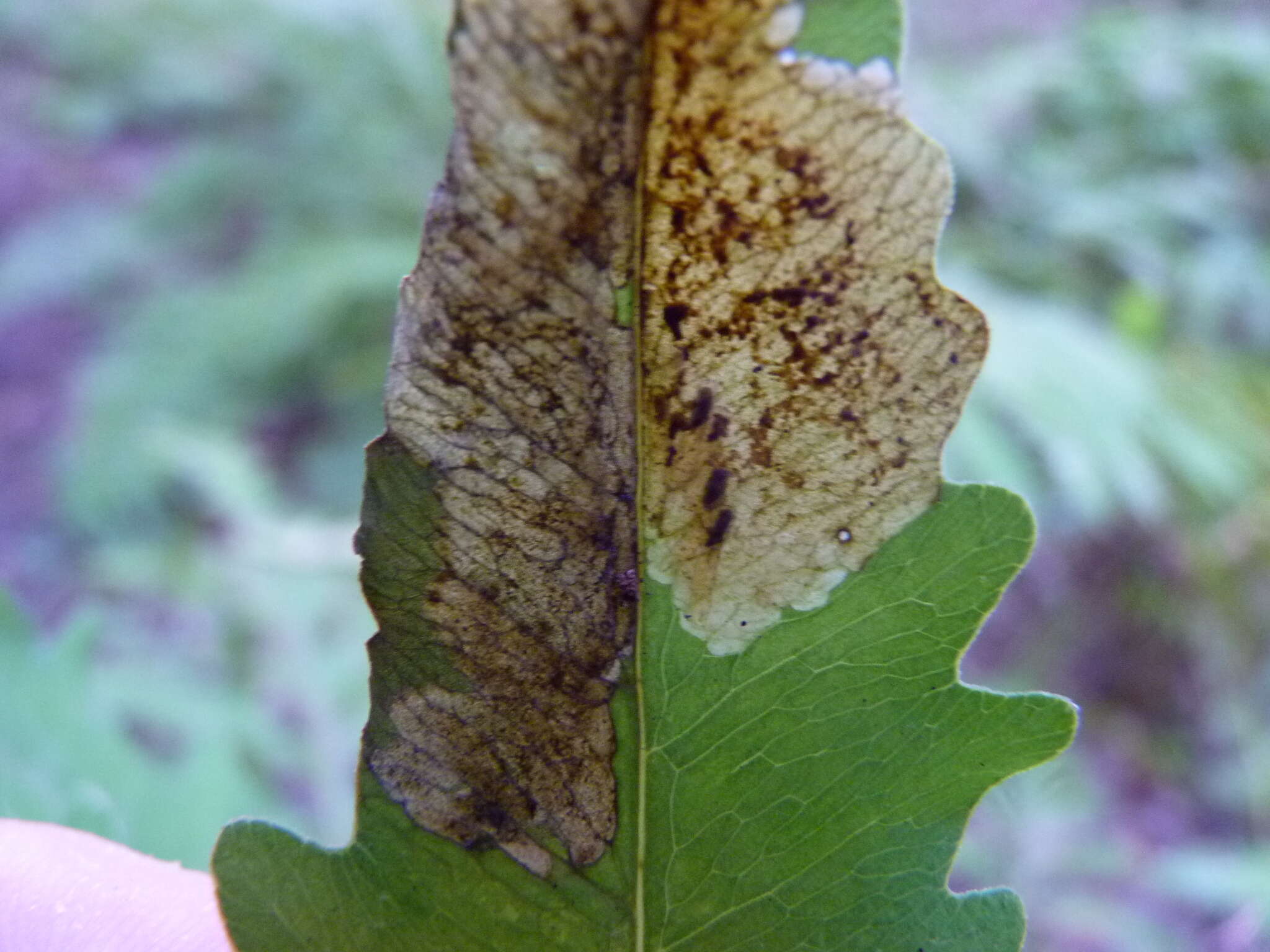 Chirosia gleniensis (Huckett 1924)的圖片