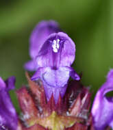 Plancia ëd Prunella vulgaris subsp. asiatica (Nakai) H. Hara