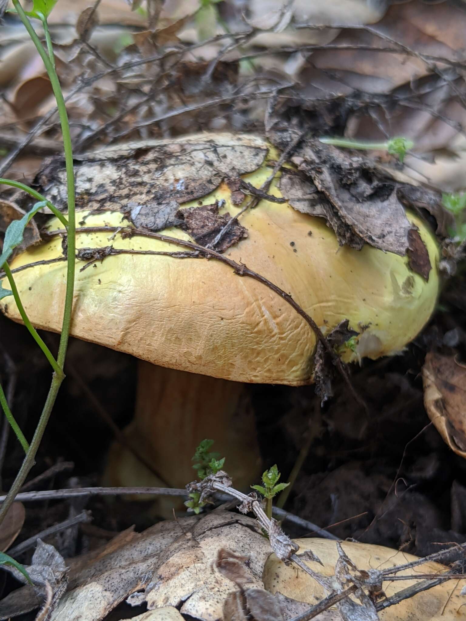 Image of Cortinarius viridirubescens M. M. Moser & Ammirati 1997