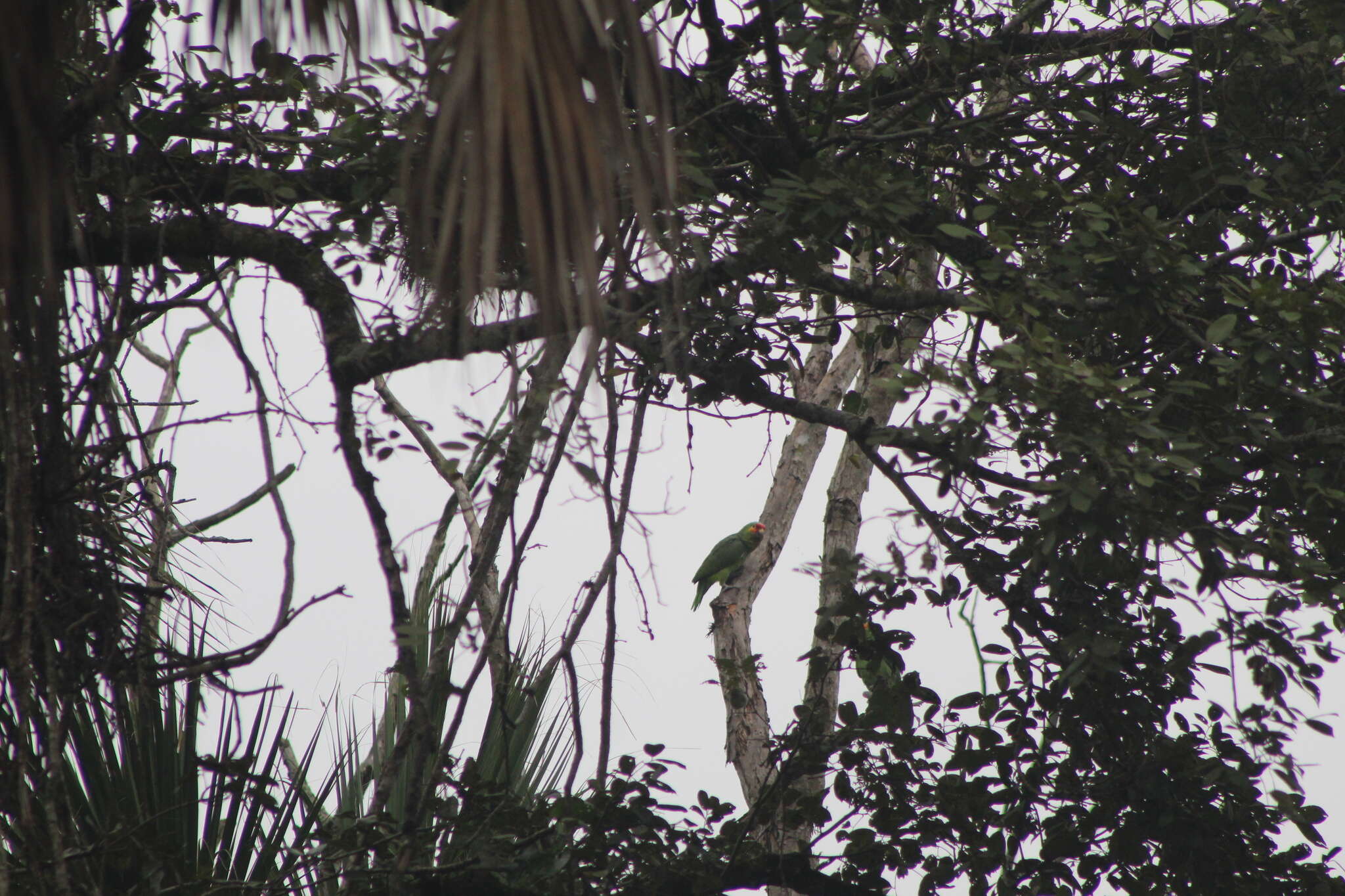 Image of Amazona autumnalis autumnalis (Linnaeus 1758)