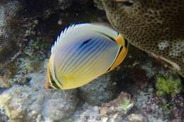 Image of Lineated Butterflyfish