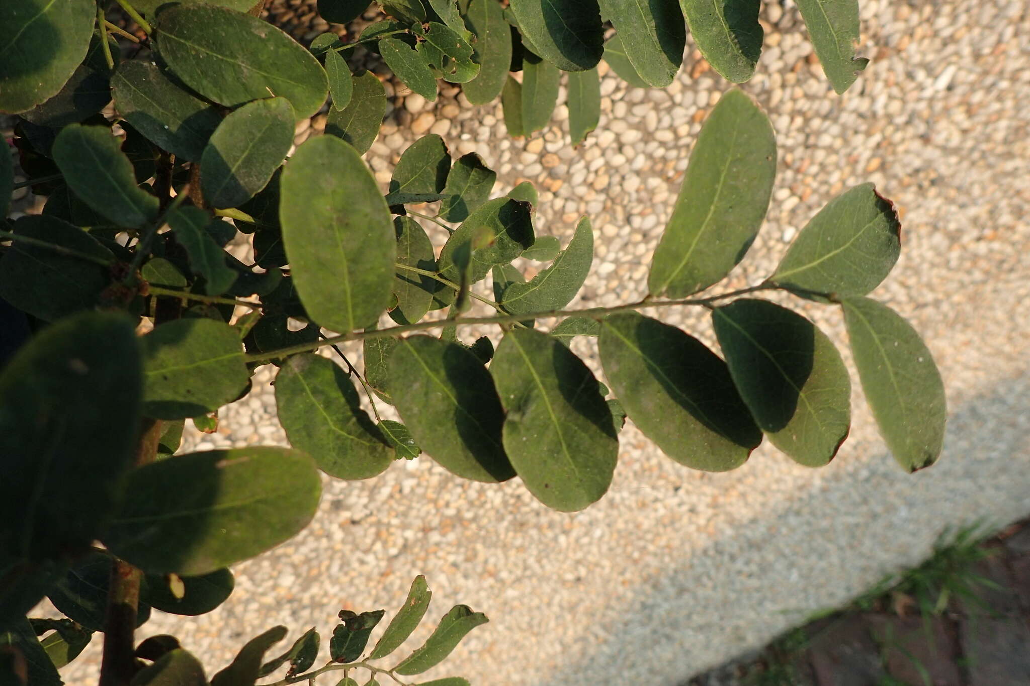 Image of Potato bush