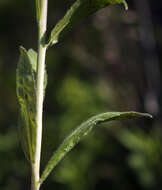 Image of Borodinia canadensis