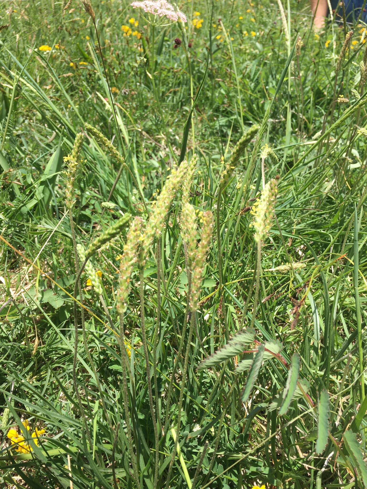 Image de Plantago maritima subsp. serpentina (All.) Arcangeli