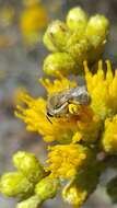 Image of Colletes ochraceus Swenk 1906