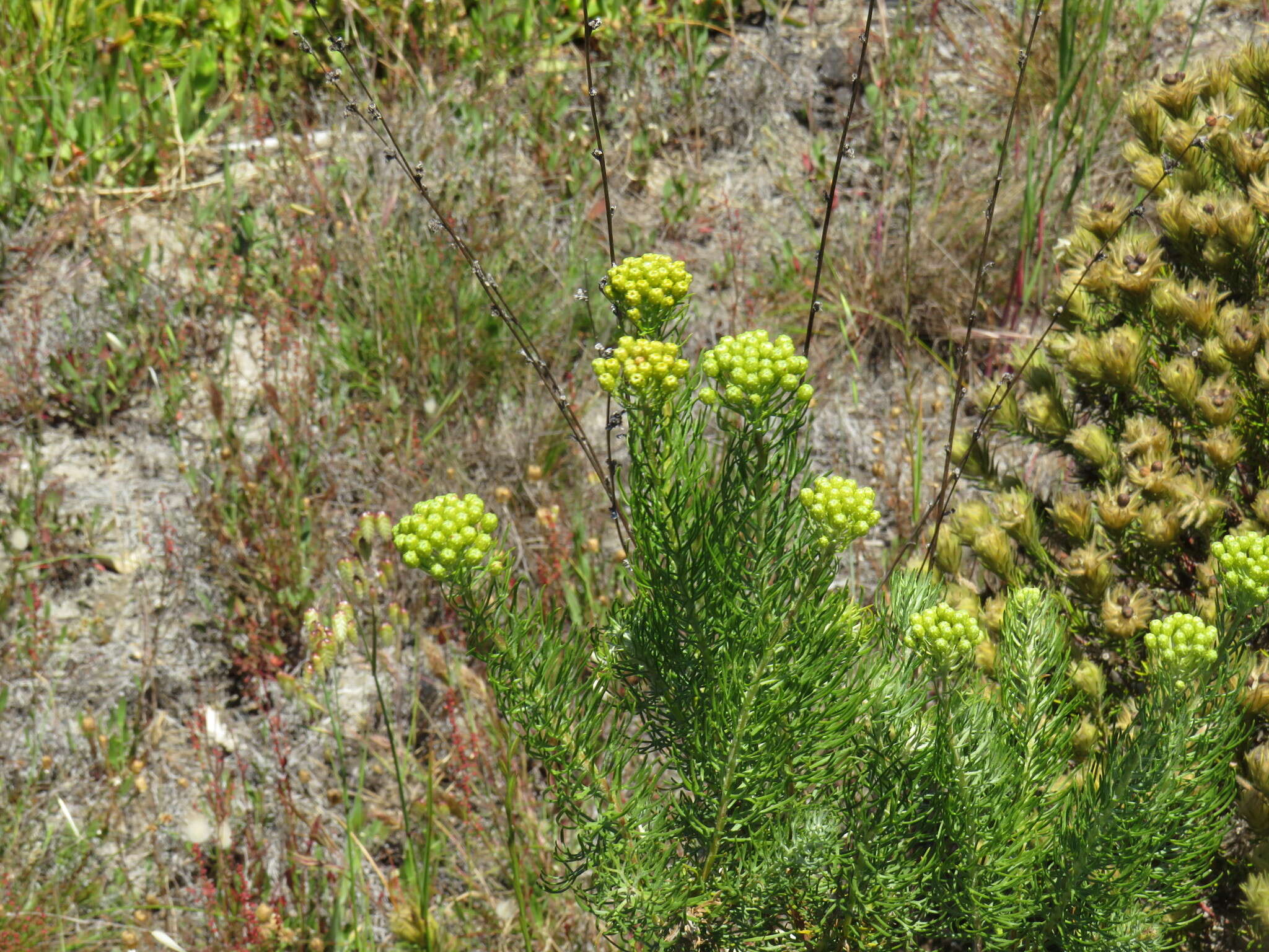 Image de Athanasia crithmifolia (L.) L.