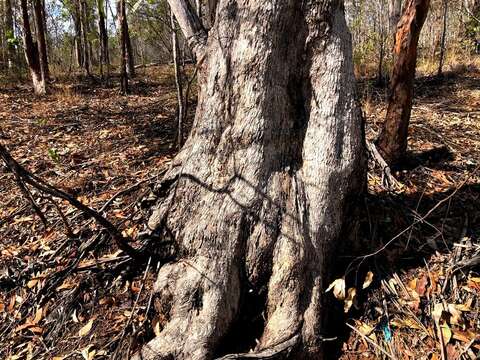 Imagem de Eucalyptus moluccana Roxb.