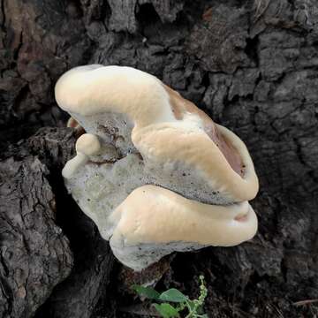 Image of Ganoderma resinaceum Boud. 1889