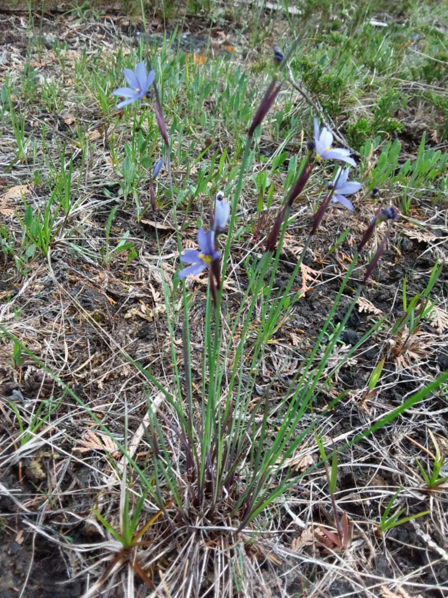 Image of Needle-Tip Blue-Eyed-Grass