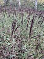 Image of molasses grass