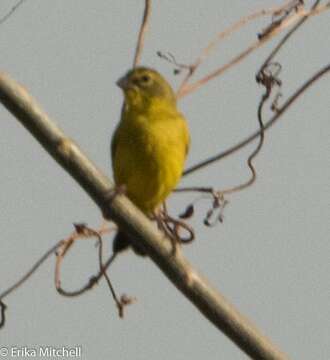 Image of Grassland Yellow Finch