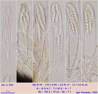 Image of Durella connivens (Fr.) Rehm 1881