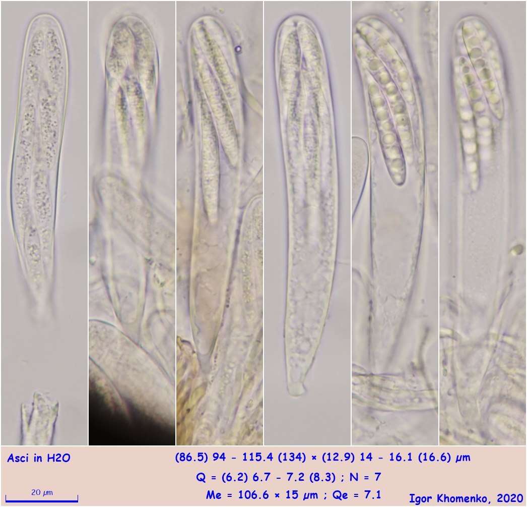 Image of Durella connivens (Fr.) Rehm 1881