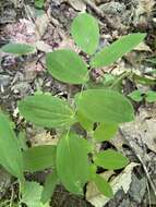 Image of Uvularia L.