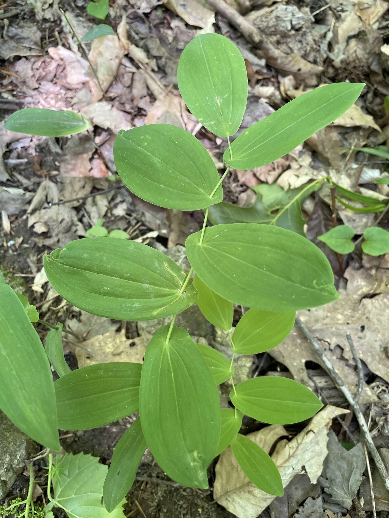 Image of Uvularia L.