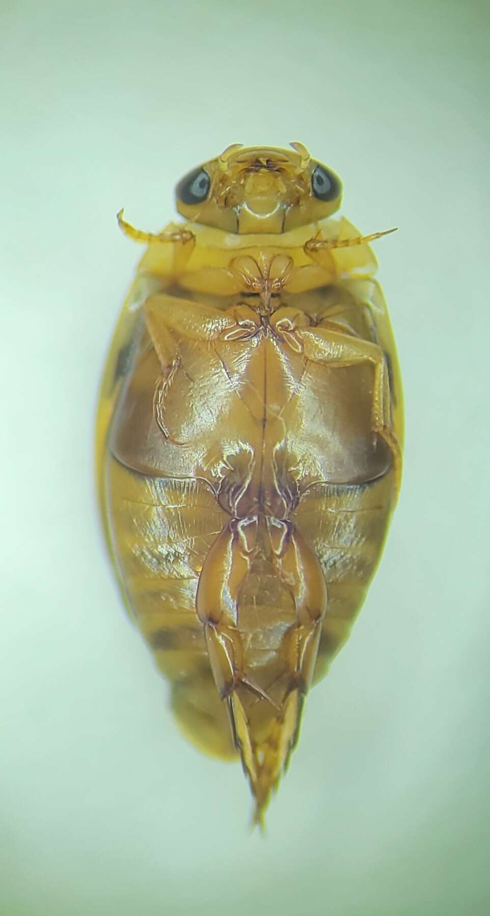 Image of Laccophilus maculosus shermani Leech 1944