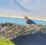 Image of Blackish Oystercatcher